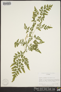 Lygodium japonicum image