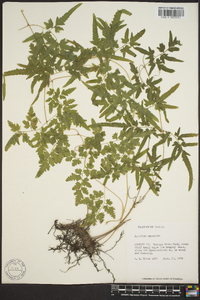 Lygodium japonicum image