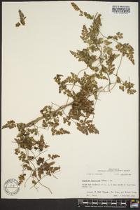 Lygodium japonicum image