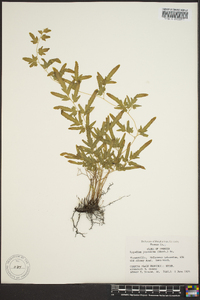 Lygodium japonicum image