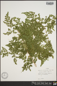 Lygodium japonicum image