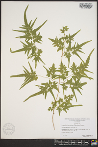 Lygodium japonicum image