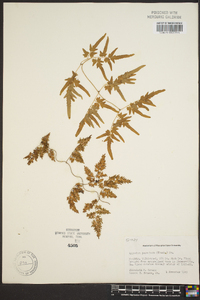 Lygodium japonicum image
