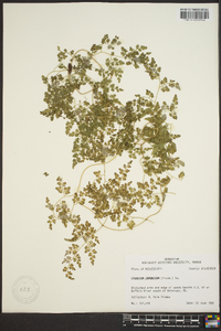 Lygodium japonicum image