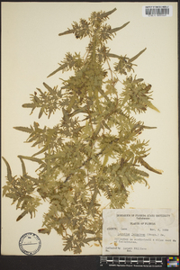 Lygodium japonicum image