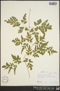 Lygodium japonicum image