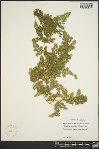 Lygodium japonicum image