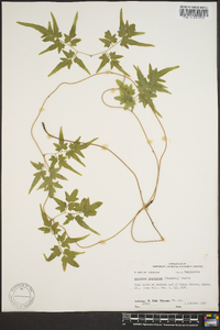 Lygodium japonicum image