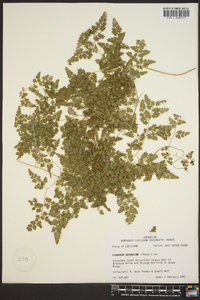 Lygodium japonicum image