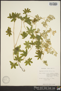 Lygodium palmatum image