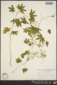 Lygodium palmatum image