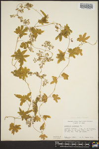 Lygodium palmatum image