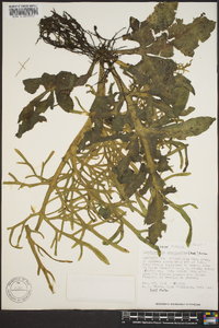 Ceratopteris pteridoides image