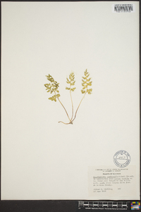 Cryptogramma stelleri image