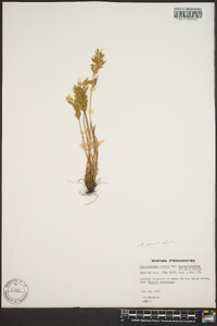 Cryptogramma crispa image