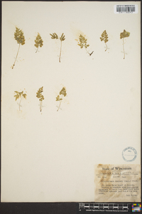 Cryptogramma stelleri image