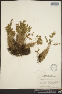 Cryptogramma acrostichoides image