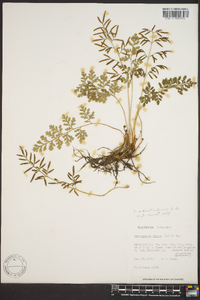 Cryptogramma acrostichoides image