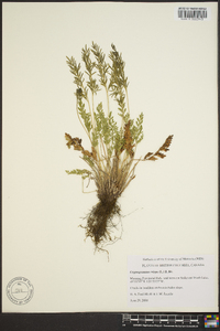 Cryptogramma crispa image