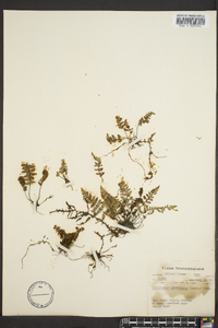 Myriopteris alabamensis image