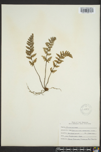 Myriopteris tomentosa image