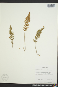 Myriopteris rufa image