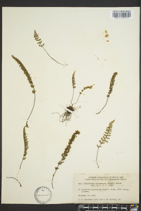 Myriopteris alabamensis image