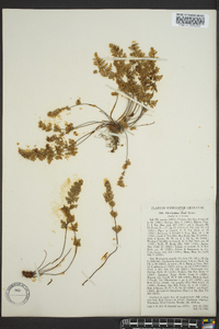 Myriopteris gracilis image