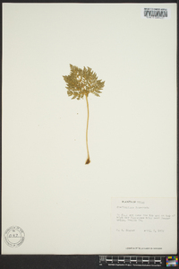 Cheilanthes leucopoda image