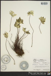 Notholaena standleyi image