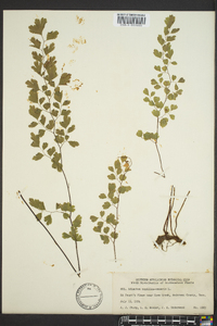 Adiantum capillus-veneris image