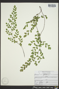 Adiantum capillus-veneris image