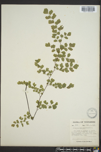 Adiantum capillus-veneris image