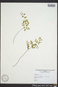 Adiantum capillus-veneris image