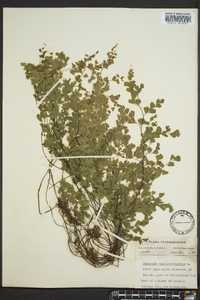 Adiantum capillus-veneris image