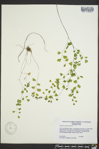 Adiantum capillus-veneris image