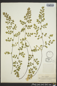 Adiantum capillus-veneris image