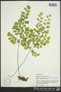 Adiantum capillus-veneris image