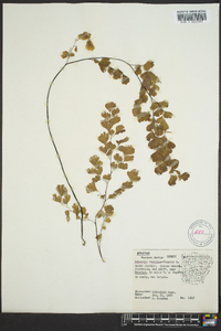 Adiantum capillus-veneris image