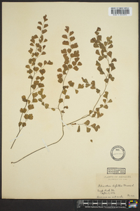 Adiantum capillus-veneris image