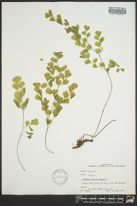 Adiantum capillus-veneris image