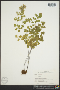 Adiantum capillus-veneris image