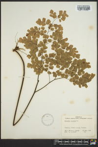 Adiantum tenerum image