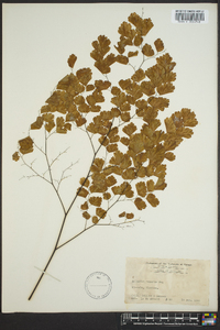 Adiantum tenerum image