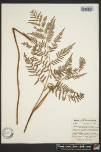 Pteridium aquilinum subsp. pseudocaudatum image