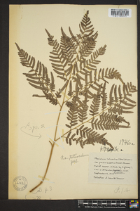 Pteridium aquilinum subsp. pseudocaudatum image