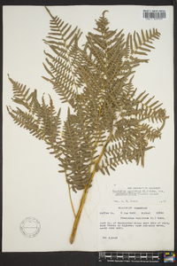 Pteridium aquilinum subsp. pseudocaudatum image