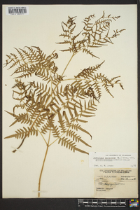 Pteridium aquilinum subsp. pseudocaudatum image