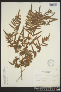 Pteridium aquilinum subsp. pseudocaudatum image