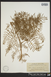 Pteridium caudatum image